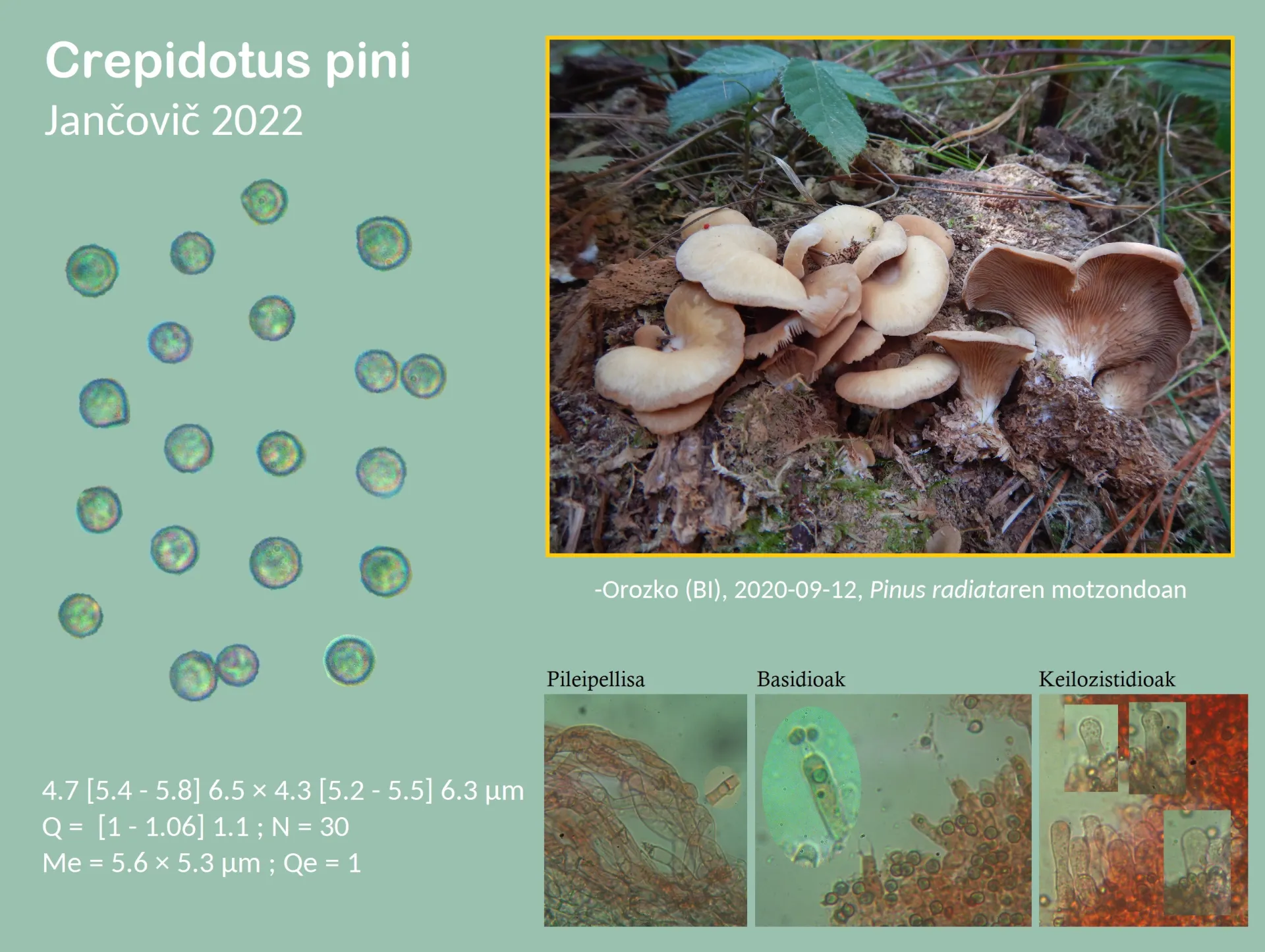 Crepidotus pini